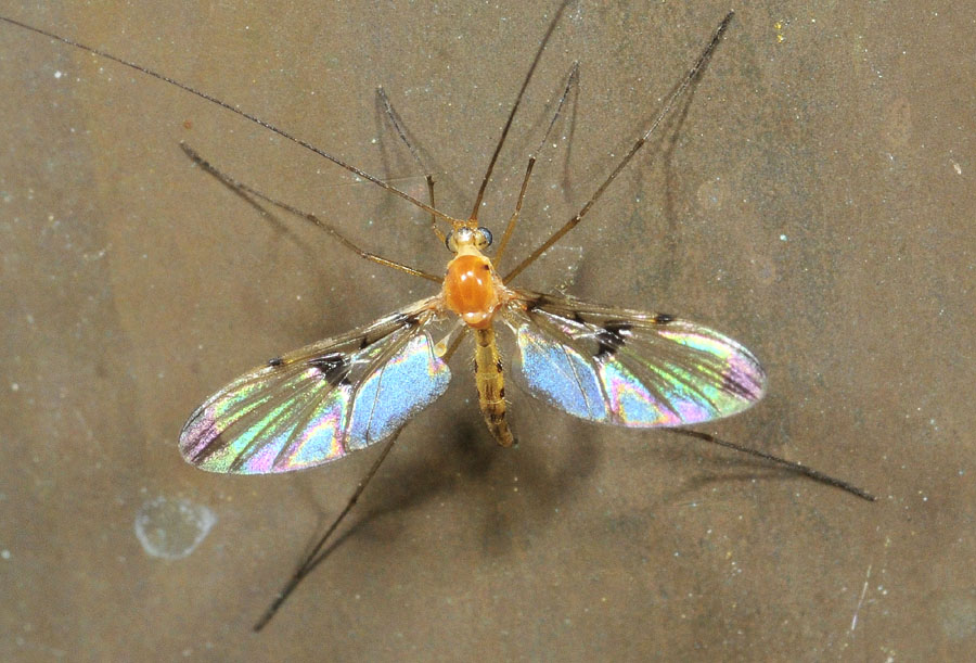 lunghissime antenne: Macrocera sp. (Keroplatidae)